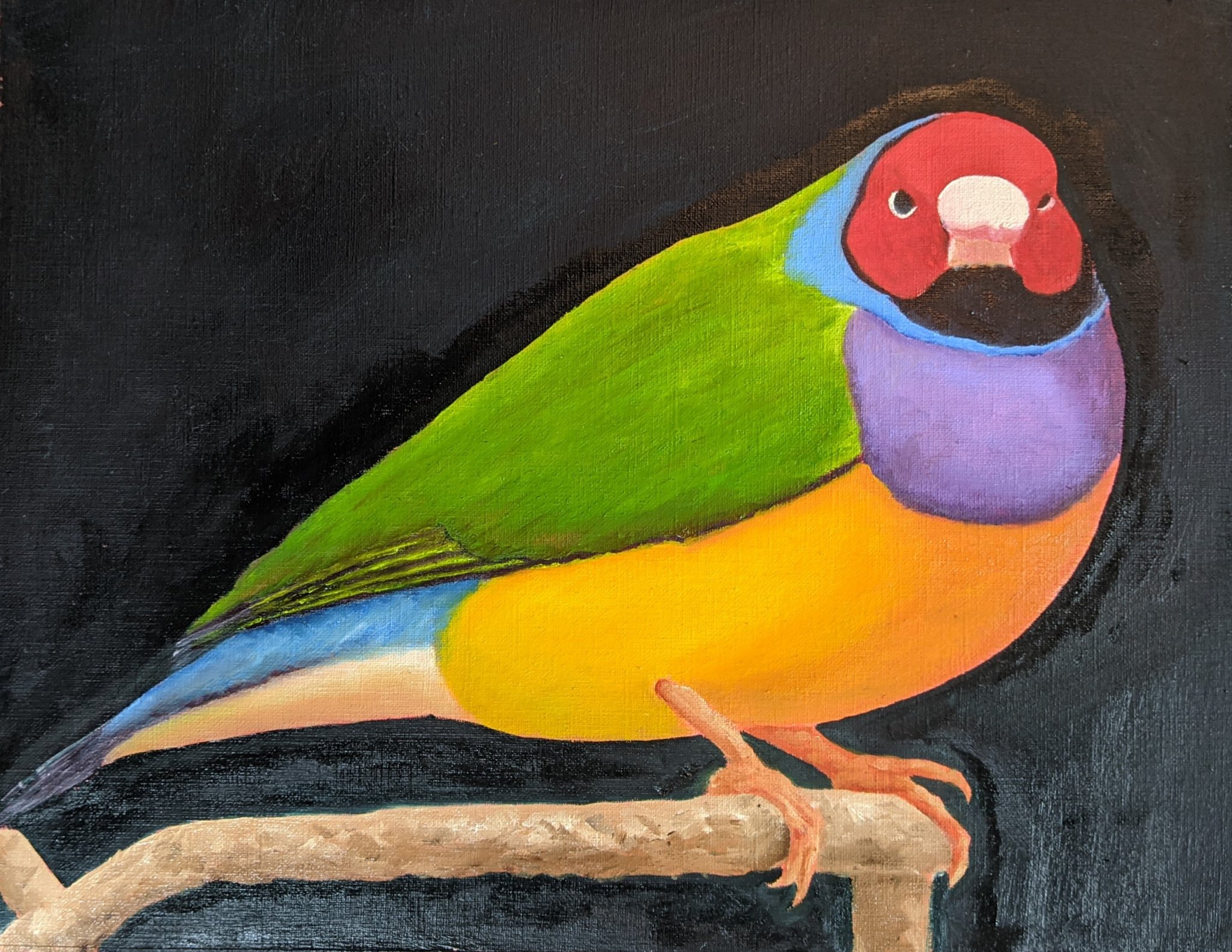 Gouldian Finch — oil on canvas